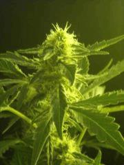 Skunk#1 F+40