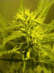 Skunk#1 F+40