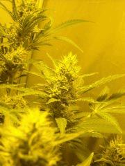SkunK#1