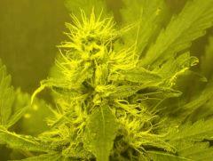 Skunk#1 F+50
