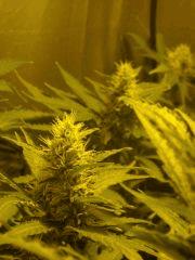 Skunk#1