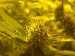 Skunk#1