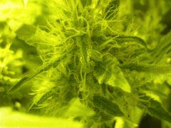 Gros plan Skunk#1 F+60