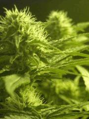 Skunk#1 F+40