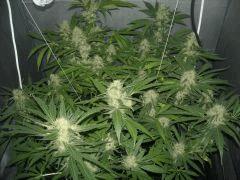 Skunk#1 Flo+60