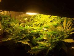 Skunk#1 sous CFL 250watt