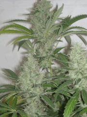 SKunk #1