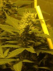 Skunk#1 F+50
