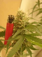 Skunk#1 F+50
