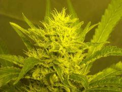 Skunk#1 F+50