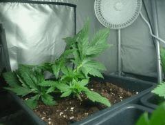 Skunk#1