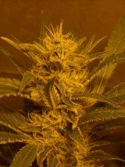Skunk#1 F+45