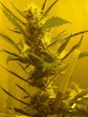Skunk#1 F+50