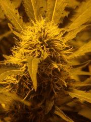 Skunk#1 F+45