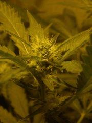 Skunk#1 F+25