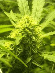 Skunk#1 F+50