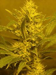 Skunk#1 F+50