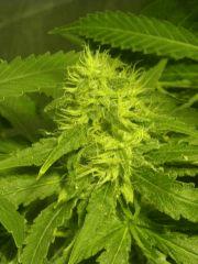 Skunk#1 F+50