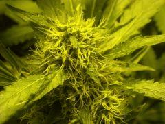 Skunk#1 F+50