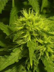 Skunk#1 F+45