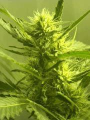 Skunk#1 F+50