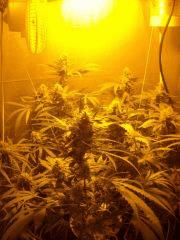 Skunk#1 FLO+60