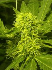 Skunk#1 F+45