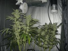 F+60
