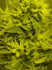 Gros plan  Skunk#1 F+60