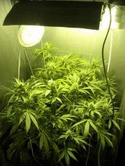 Skunk#1 F+50 sous hps couleur retoucher