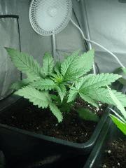 SkunK#1