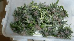 Hash (14)