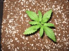 croissance +5j plante 1