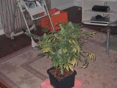 IMG 0008