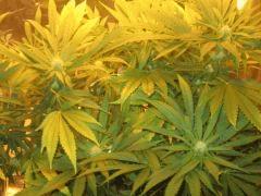black jack
