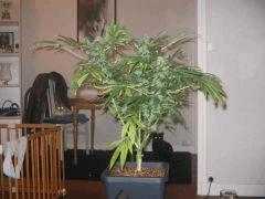 IMG 0010