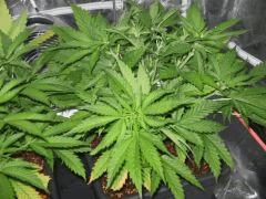 1 Sm Flo (2)