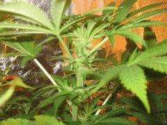 black jack