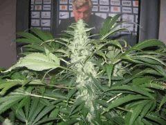 blac jack flo + 46