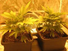 flo +1 plantes 1 et 2