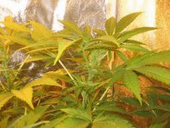 black jack