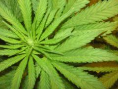 black jack #1
