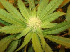 black jack