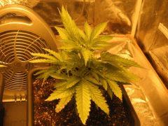 flo +1 plante 2