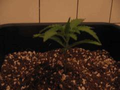 croissance +7j plante 1