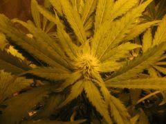 black jack