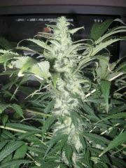 black jack flo + 46