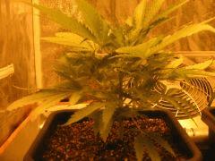 flo +1 plante 1