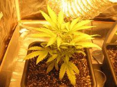 cr +18 plante 1