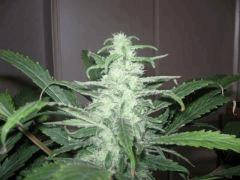 black jack flo + 46